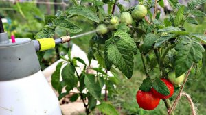 Фитофтора боится этого как огня! Супер средство от всепожирающего грибка! Акробат мц от фитофторы!