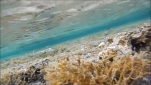 Рыбы красного моря, Снежная мурена, Echidna nebulosa, Мурены в Египте, Красное море