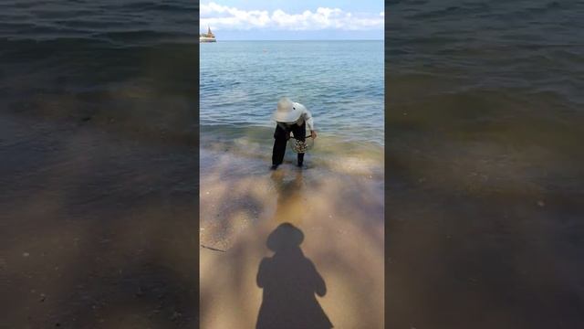 Тайланд, сбор гребешков на доращивание. смотреть онлайн
