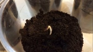 АРБУЗ ШАПКА ИМПЕРАТОРА F1 - СРЕДНЕСПЕЛЫЙ ПОДХОДИТ ДЛЯ ВЫРАЩИВАНИЯ В ЗОНАХ С НЕБЛАГОПРИЯТНЫМ КЛИМАТО