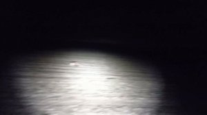 Супер охота на косулю.Охота с подхода.Охота в Беларуси 2022.