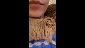 Что получилось у меня с Дегу/Как наладить контакт?/Что делать если Дегу убегает?