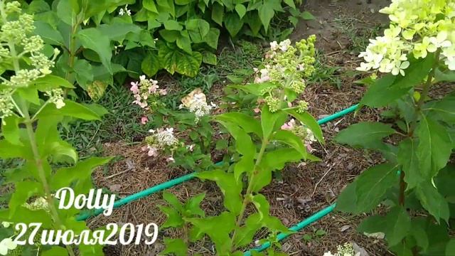 27июля2019 Цветет Высокорослая Метельчатая Гортензия Dolly? смотреть онлайн