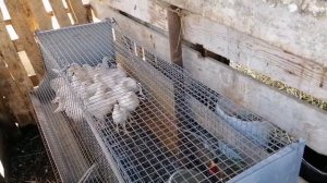 Летний обзор хозяйства. Катумские овцы на жаре +30