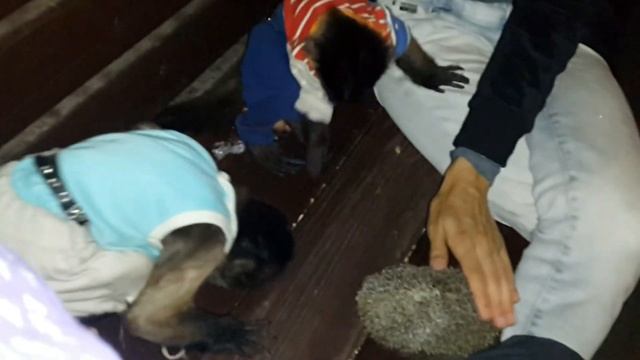 2017.08.02 Обезьяна капуцин Масяня и Питри. Ежик должен быть колючий. смотреть онлайн