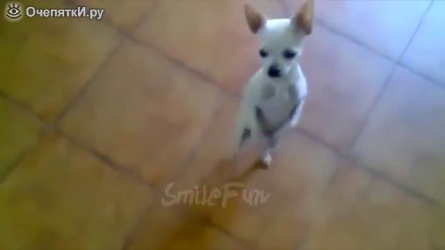 Собачьи приколы до слёз смотреть онлайн