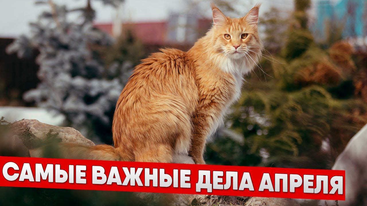 Самое важное что нужно сделать в апреле