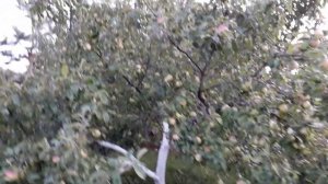 Яблоня на глине. Сбор урожая 2019 год(продолжение).