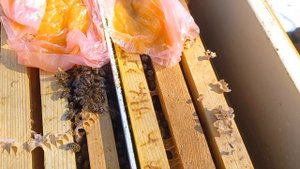 Зимовка двух отводков в одном улье 11 февраля 2023 г.