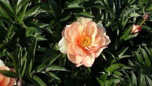 Singing in the Rain | R2 Flowers BV | Peonies