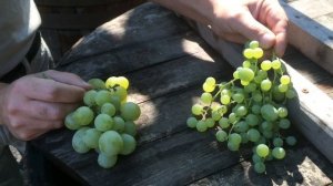 Горошение винограда. Как избежать?