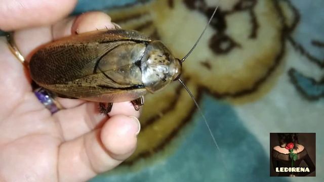 ГИГАНТСКИЕ ТАРАКАНЫ смотреть онлайн