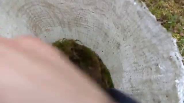 Сбор Мха Для Утепления Пчёл и Не только . смотреть онлайн