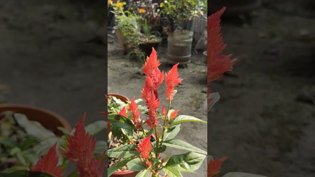 Crested Cock's-comb #cockscomb #flowers