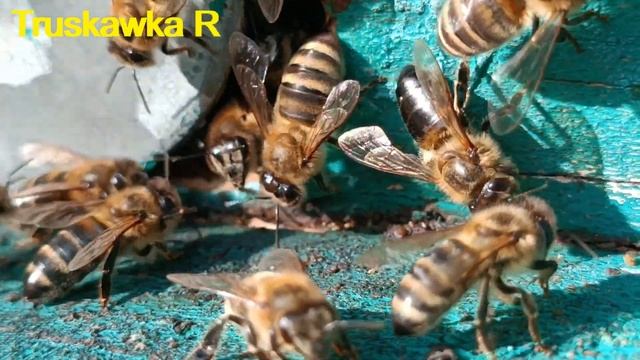 #пчёлы. Осенний слёт. Почему исчезают сильные и средние семьи пчёл. А слабые остаются на #пасеке смотреть онлайн