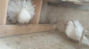 голуби павлины К.В.