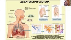Строение дыхательной системы. Функции дыхания