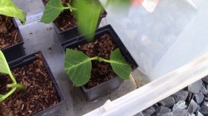 Multiply Your Plants for Free | Rooting Cuttings of Hydrangea: A Plant Propagation Masterclass