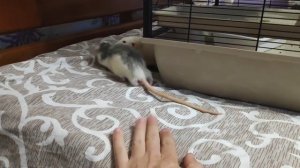 СМЕШНЫЕ КРЫСЫ. Приколы с животными