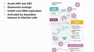 USMLE RX - 7.Микробиология - 1.Антимикробные средства - 30.Ацикловир, фамцикловир, валацикловир