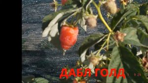 Дабл Голд  Ремонтантная малина с необычным цветом ягоды