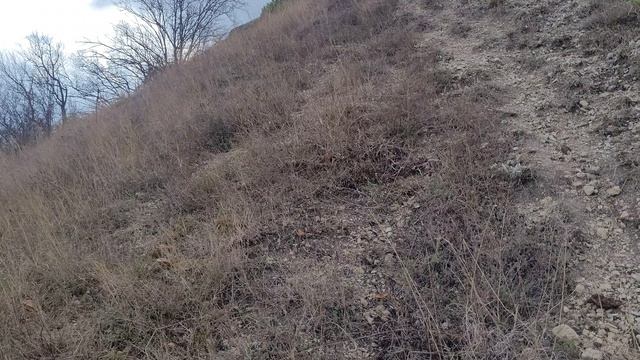 Грибы? Возможно маслята? смотреть онлайн