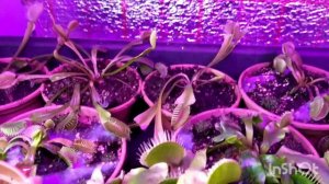 Зимовка Дионеи и Саррацении (#4)