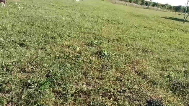 моё хозяйство/звери едят траву/бурый кузнечик смотреть онлайн