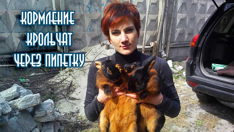 Искусственное кормление крольчат через пипетку