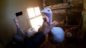 Куры Фавероль // Первое яйцо // Индюки 4,5 месяца