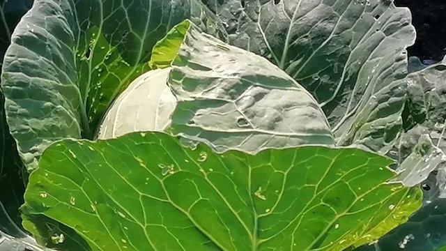 Капуста. Чем обработать капусту от вредителей народными средствами. смотреть онлайн