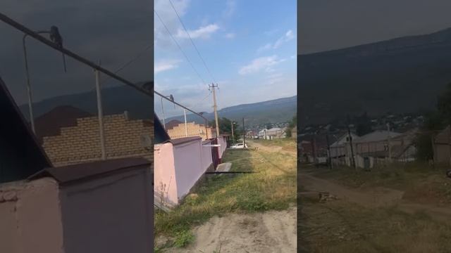 Обезьяны устроили посиделки на трубе после побега от хозяина