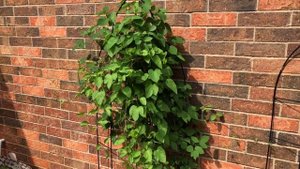 Clematis.Success Clematis and Taranaki Clematis.Beautiful blooms.North Texas.Zone 8a.//Small garden