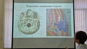 Топографическая анатомия наружного основания черепа