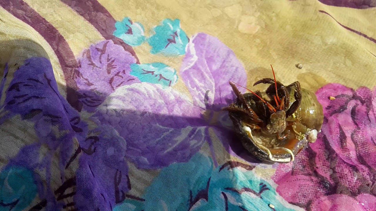 БОЛЬШОЙ РАК - ОТШЕЛЬНИК ИЗ ЧЕРНОГО МОРЯ.