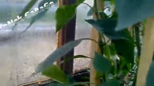 ТЕПЛИЦА С ПАРОВЫМ ОТОПЛЕНИЕМ СВОИМИ РУКАМИ-GREENHOUSE WITH STEAM HEATING WITH YOUR HANDS