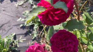 Все мои розы КРАСНОГО ОТТЕНКА🌺Все о красных розах с названием сортов!