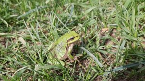 Квакша обыкновенная.