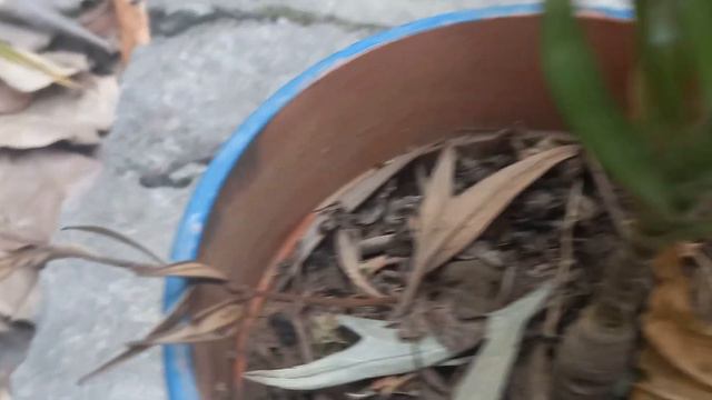 How to Grow Dracena plant from Cuttings