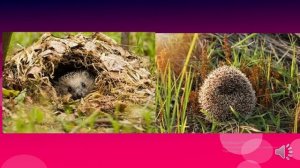 Презентация:Ёж.