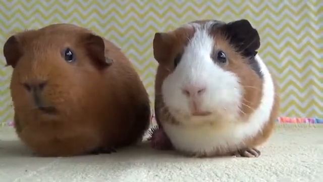 МОРСКИЕ СВИНКИ / КТО БЫСТРЕЙ СЪЕСТ / МОРСКАЯ СВИНКА / ХОМКИ / ДОМАШНИЕ ЖИВОТНЫЕ / #КУКЛЫИХОМКИ смотреть онлайн