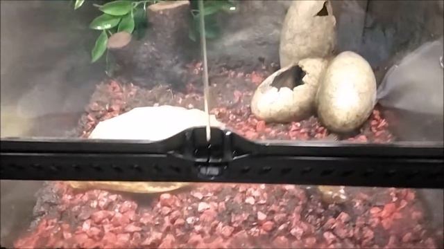 Идем с детьми в Зоотопию. Батуми, Грузия смотреть онлайн