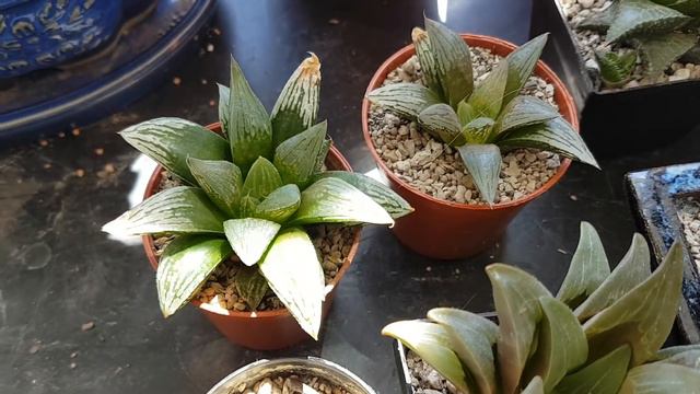 Succulent Tour - End June 2018 PART 1 (Intro + Gasteria/ Haworthia) смотреть онлайн