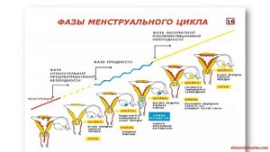 СимптоТермальный Метод Распознавания Плодности (СТМРП, СТ-метод) - Урок2, Часть2.