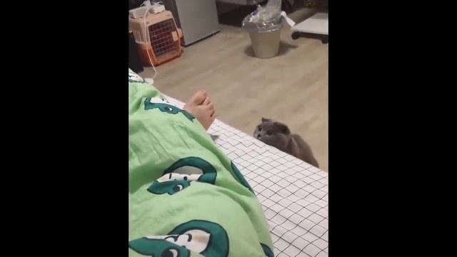 Кошки Видеоприколы #31