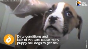 Pet Stores CAUGHT Lying About Puppy Mill Dogs | The Dodo