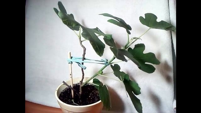 Инжир Дома с Плодами черенкование выращивание Feige Fig cuttings растим дома Смоковница Fig plant смотреть онлайн
