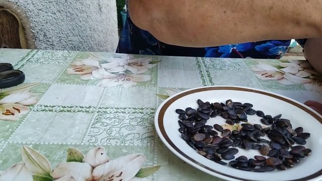 #Подарки#августа#арбузы#дыни#сбор#семян. смотреть онлайн