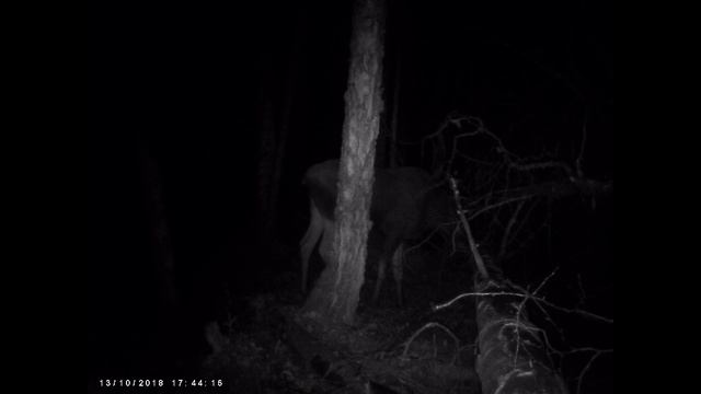 #8 Лоси || Фотоловушки HC-300 и HC-700 || Elk || video trap смотреть онлайн