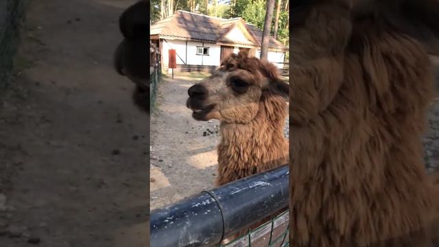 How llama chews ? Funny animals. Как чавкает лама ? вот это зубы . Смешные животные